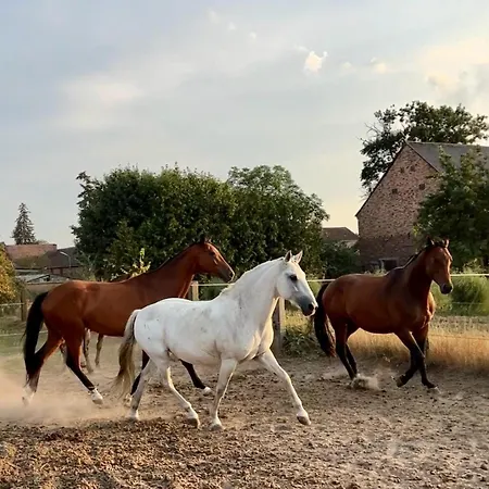 Ferienwohnungen Zum Dubener Kuckuck Luckau Buitenkant foto