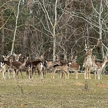 Ferienwohnungen Zum Dubener Kuckuck Luckau Buitenkant foto